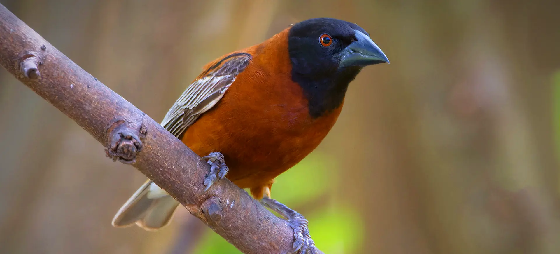 Chestnut Weaver