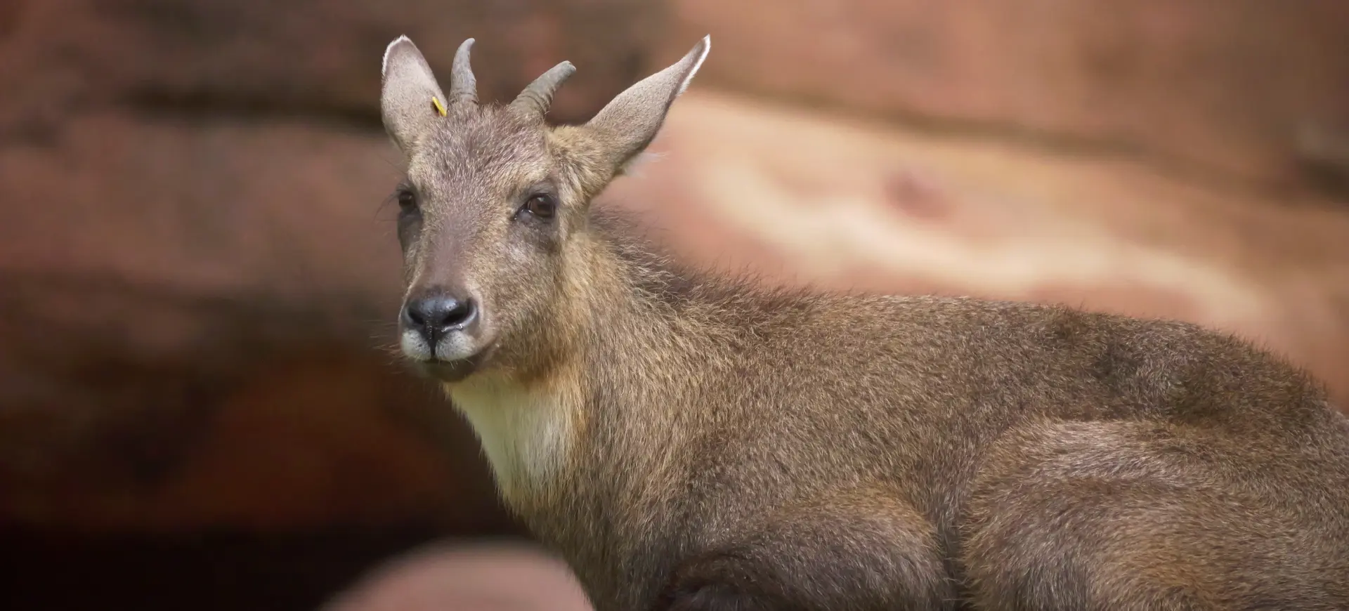 Chinese Goral