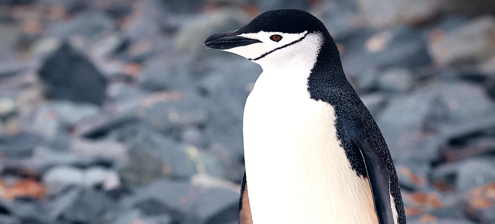 Chinstrap Penguin