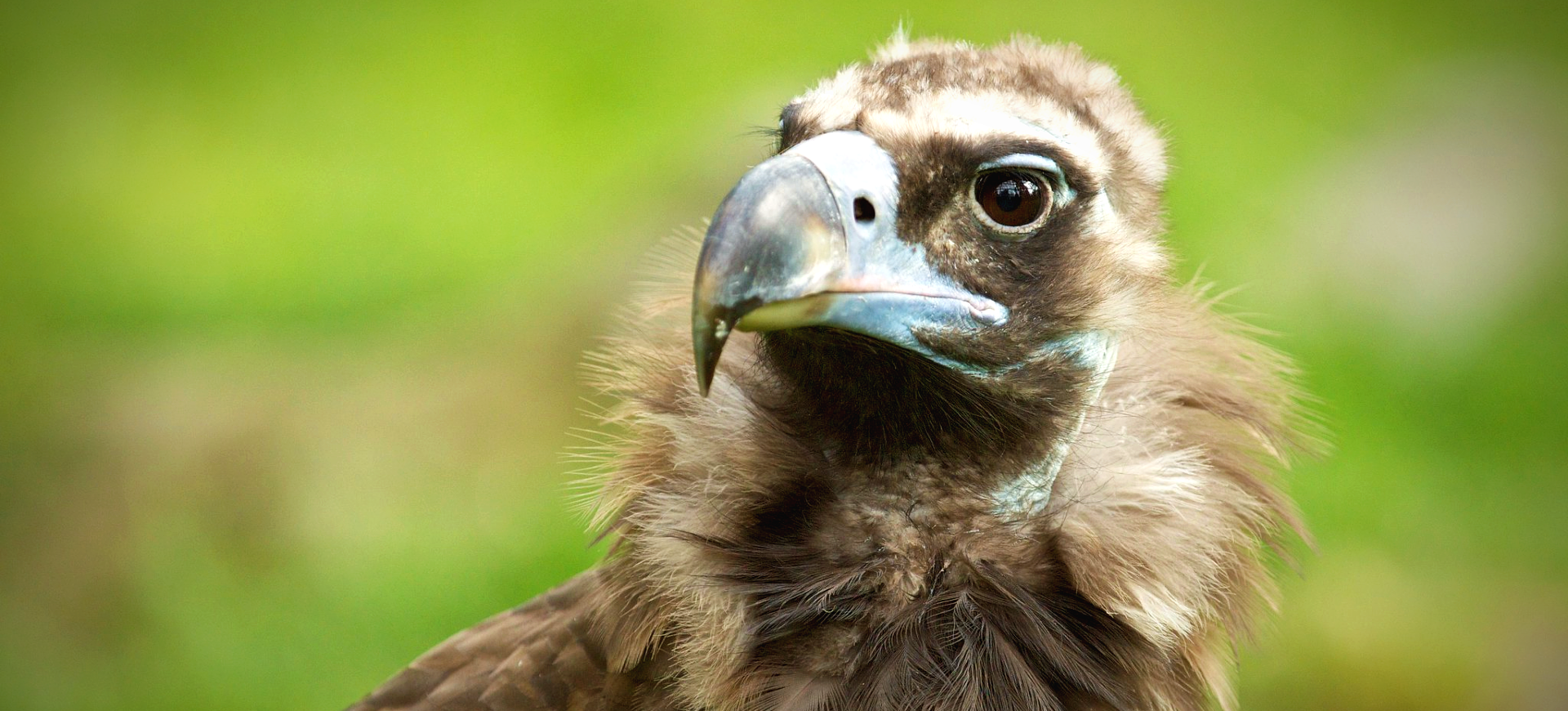 Cinereous Vulture