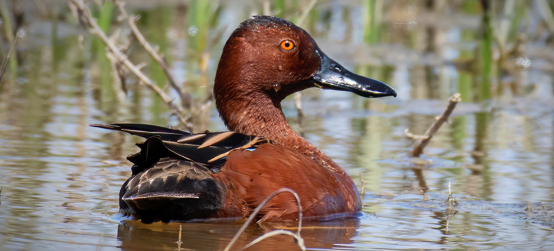 Cinnamon Teal