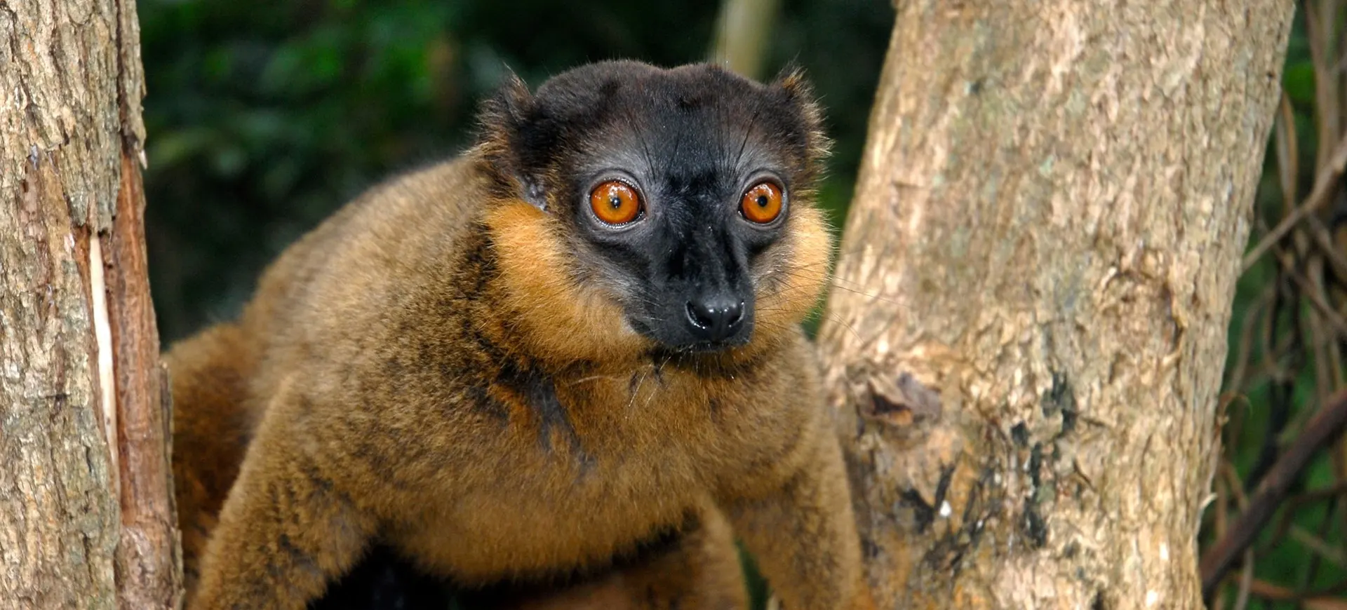 Collared Brown Lemur