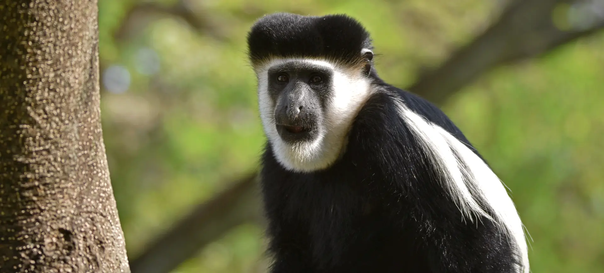 Eastern Black-and-White Colobus