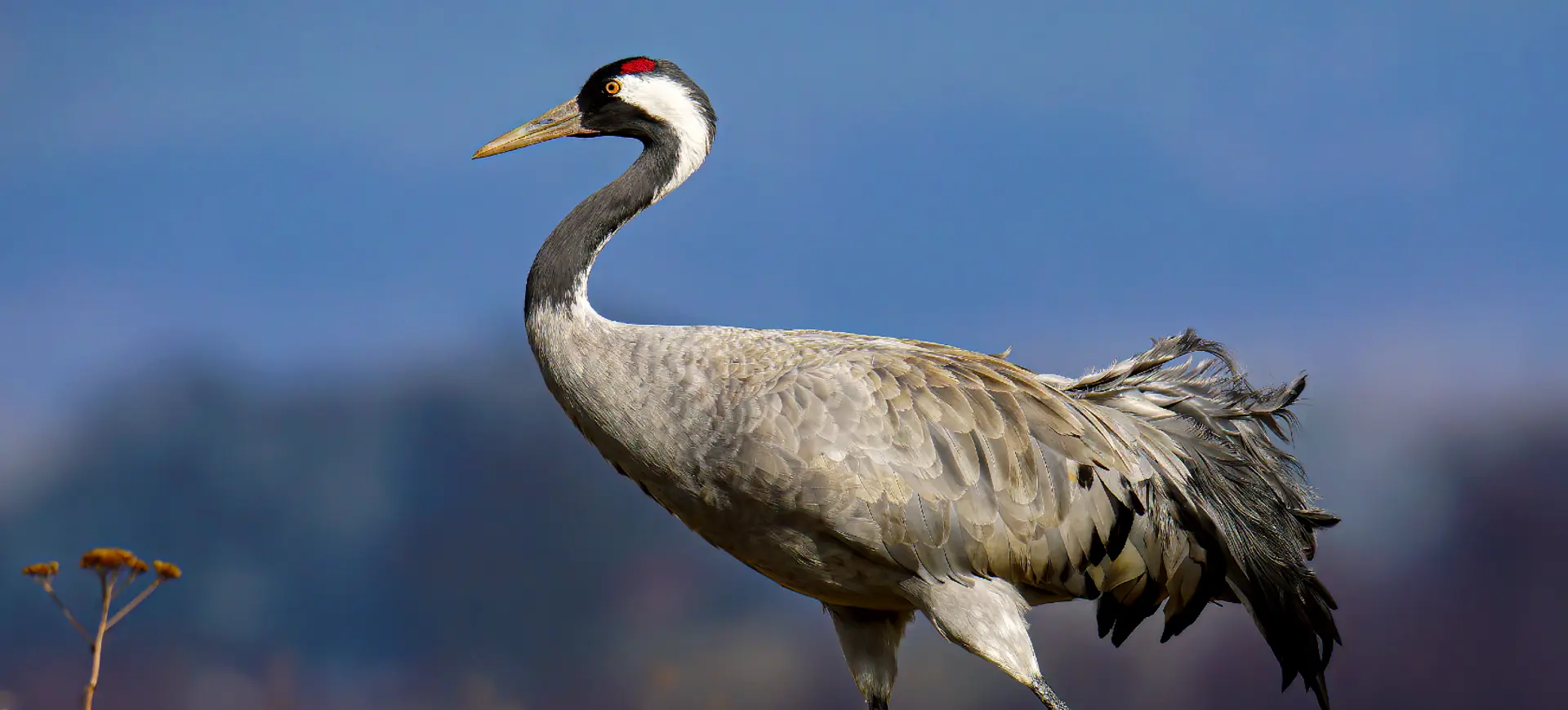Definitive Guide To Blue Crane Facts Habitat Conservation Status Zoo 