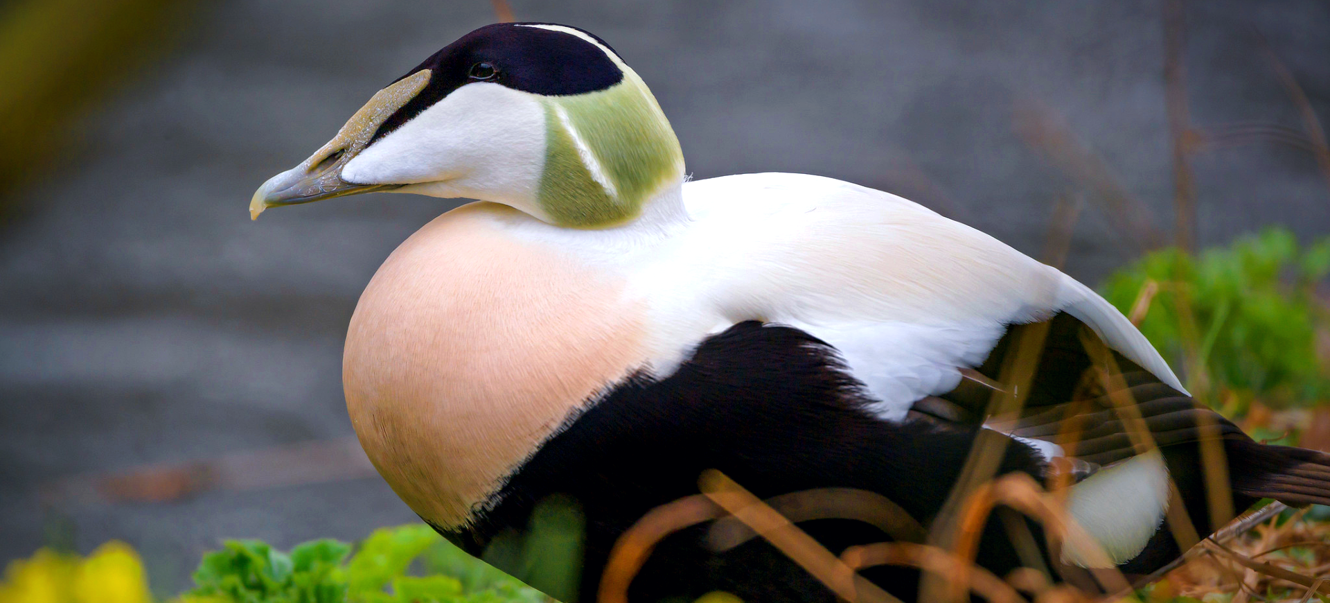 Common Eider