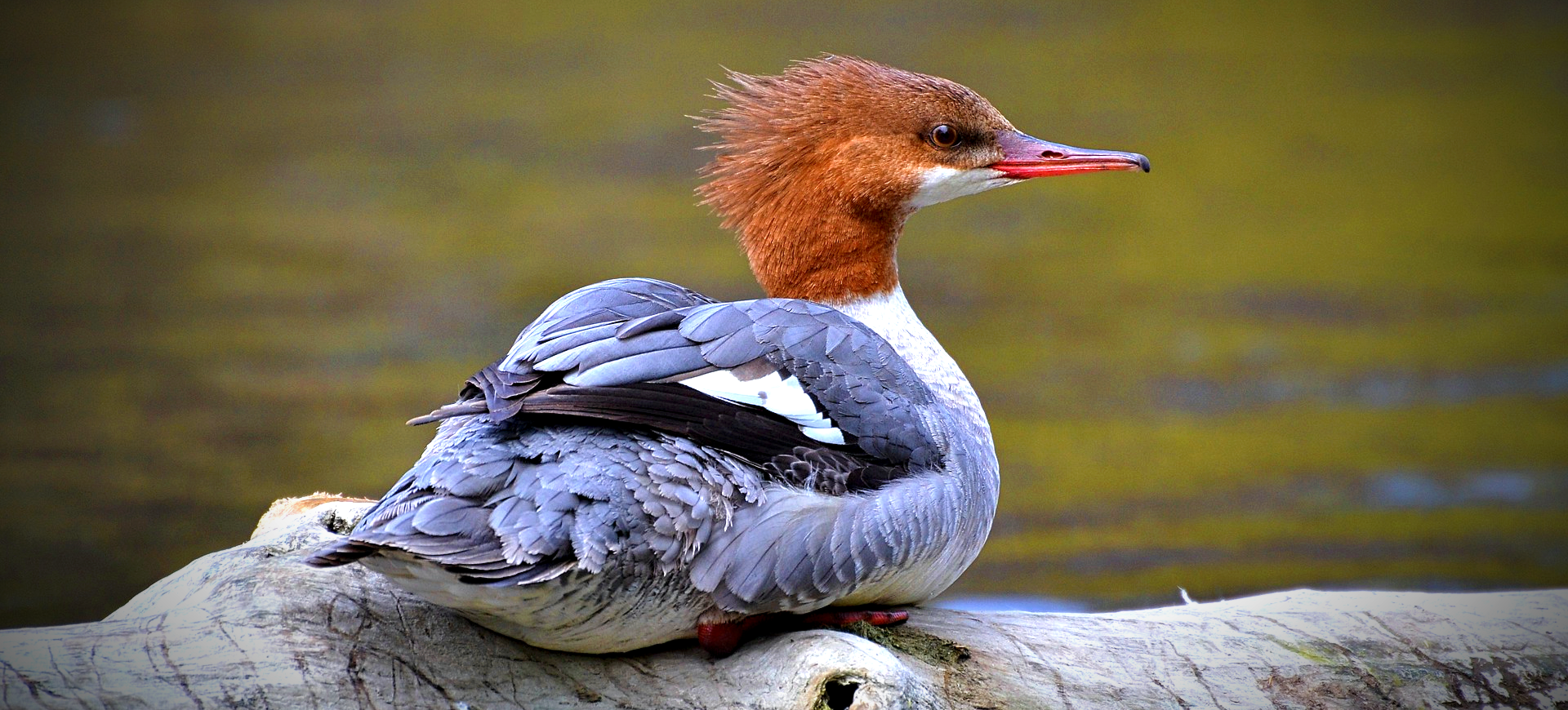 Common Merganser