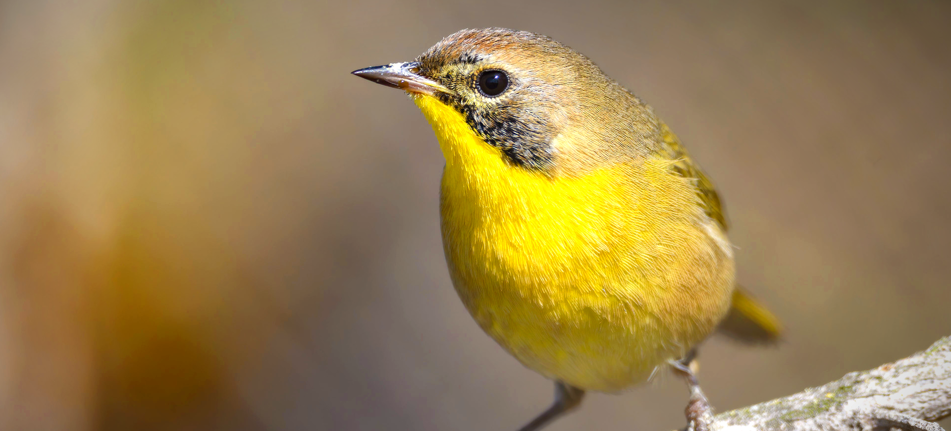 Common Yellowthroat