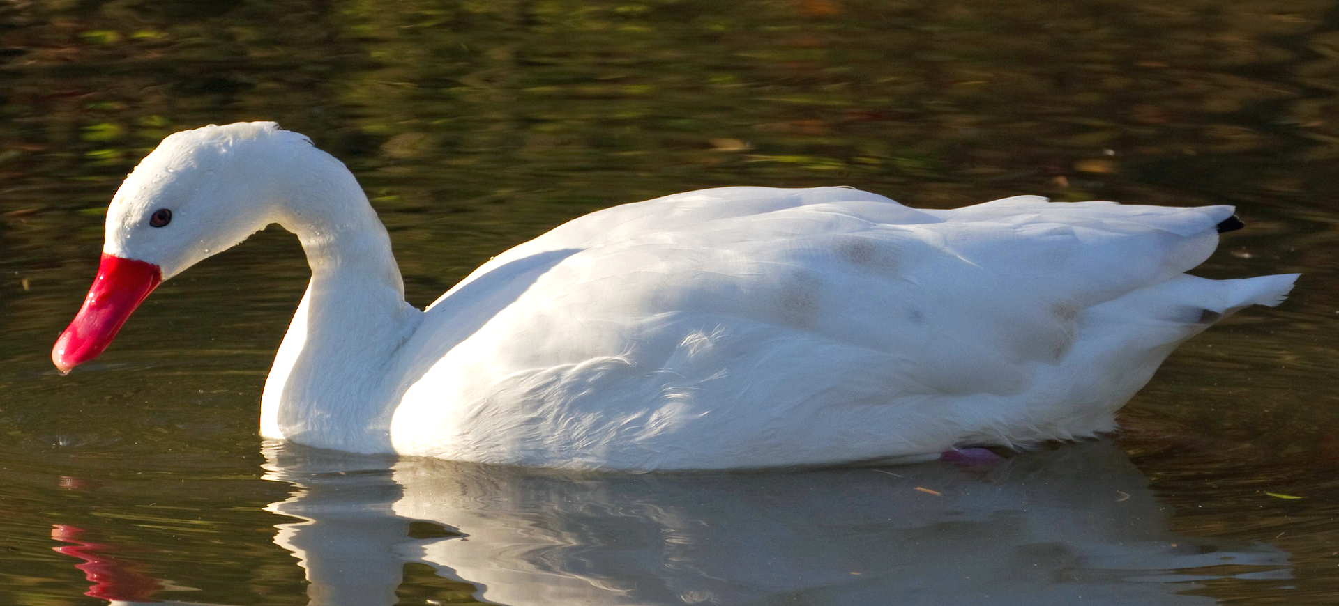 Coscoroba Swan