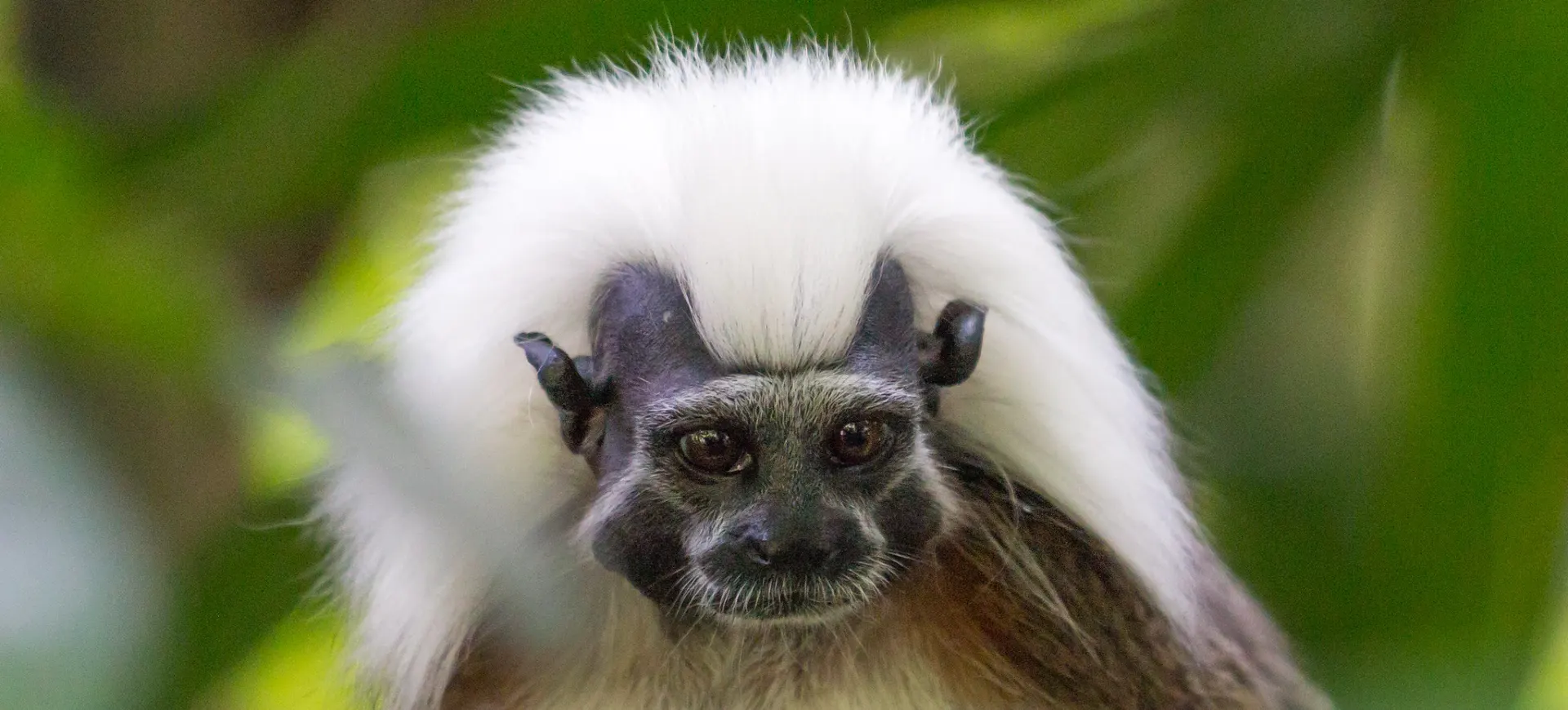 Cotton-top Tamarin