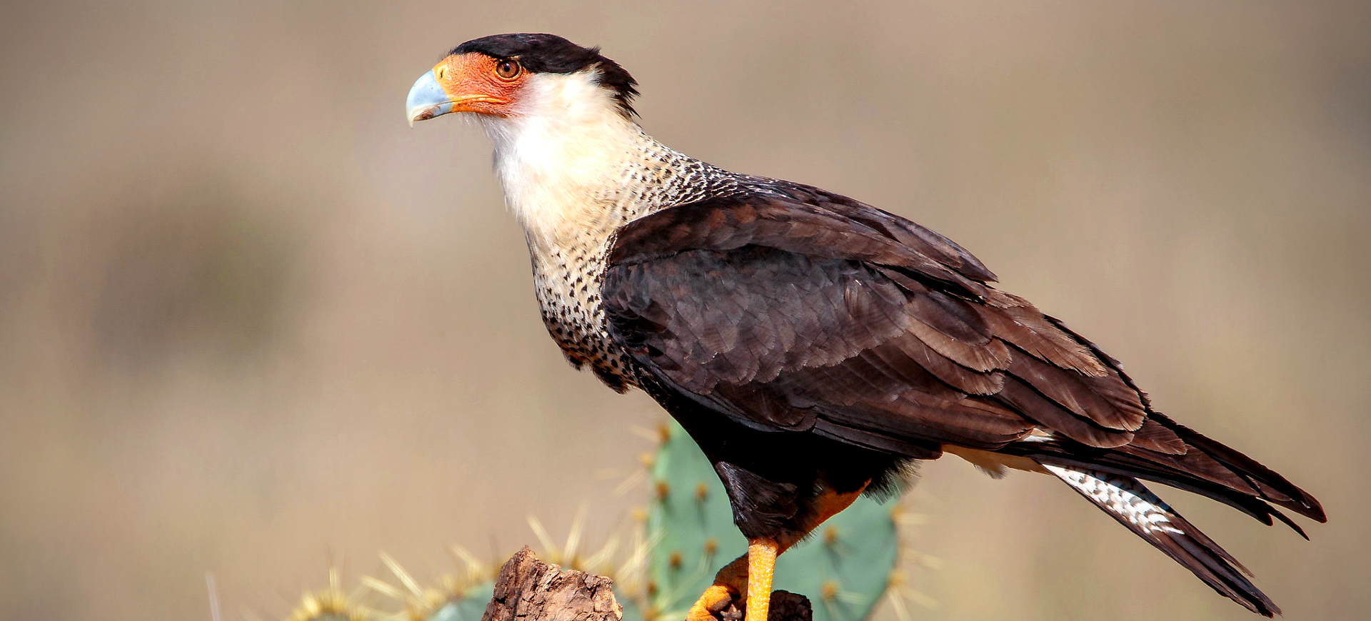 Crested Caracara