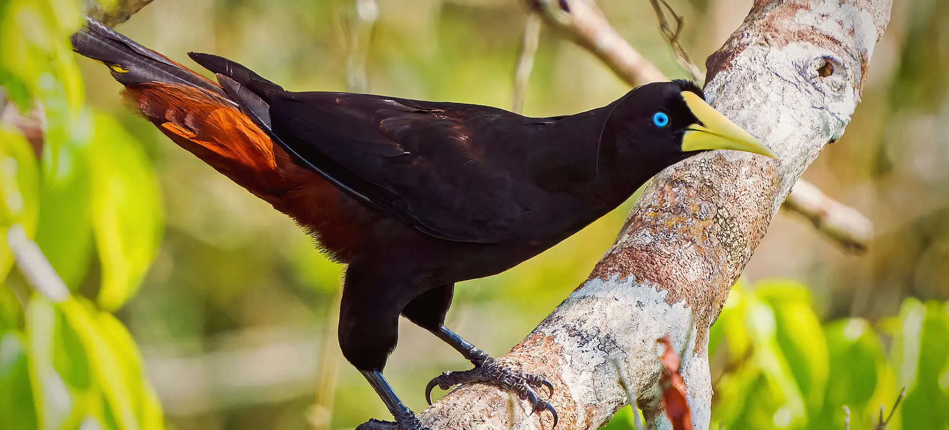 Crested Oropendola