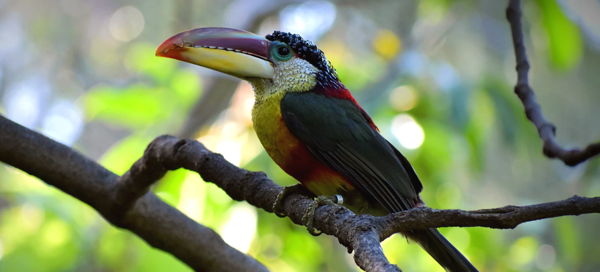 Curl-crested Araçari