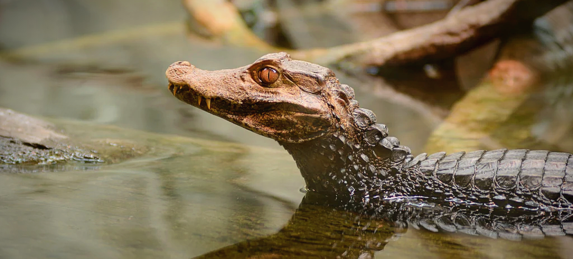 Cuvier's Dwarf Caiman