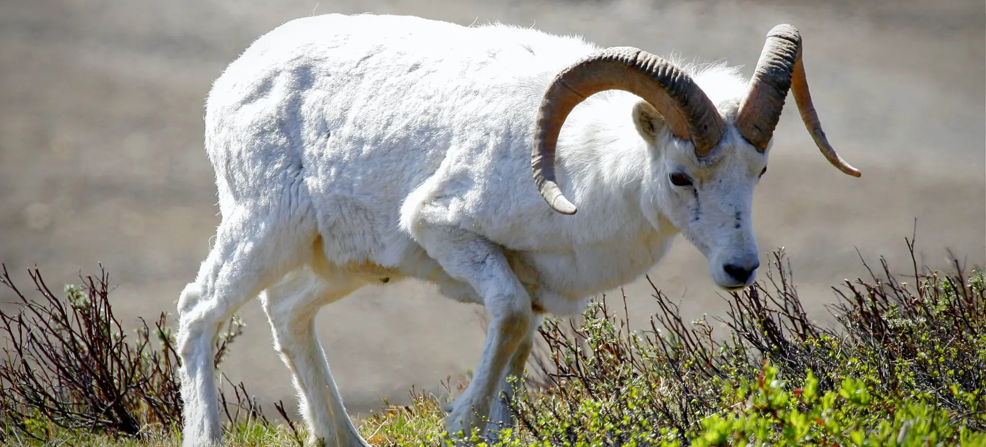 Dall Sheep