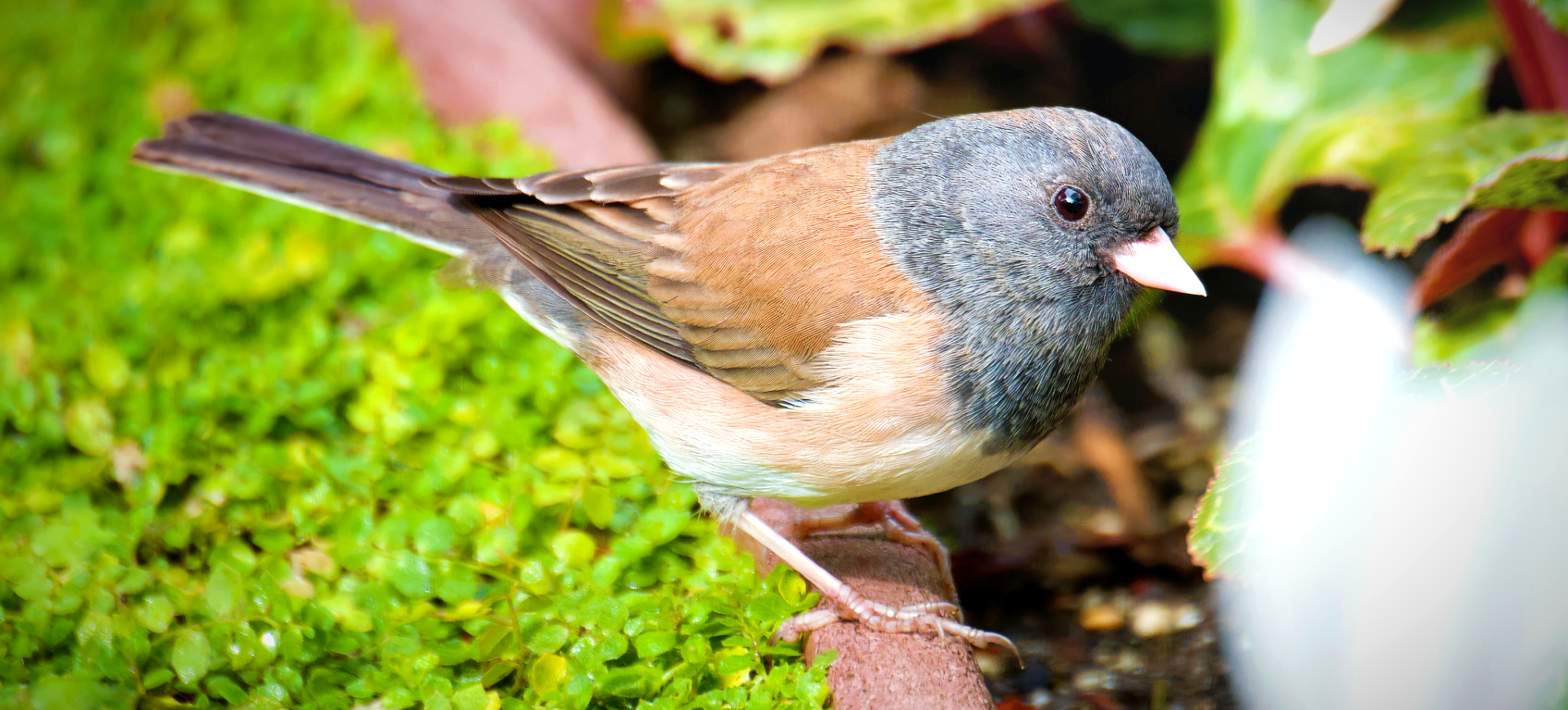 Dark-eyed Junco