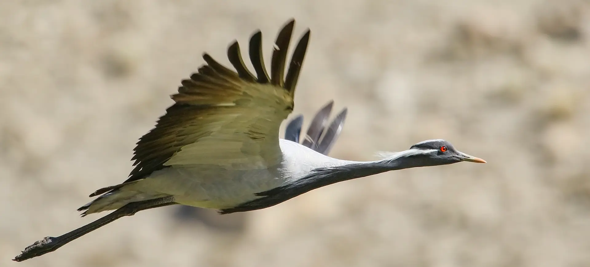 Demoiselle Crane