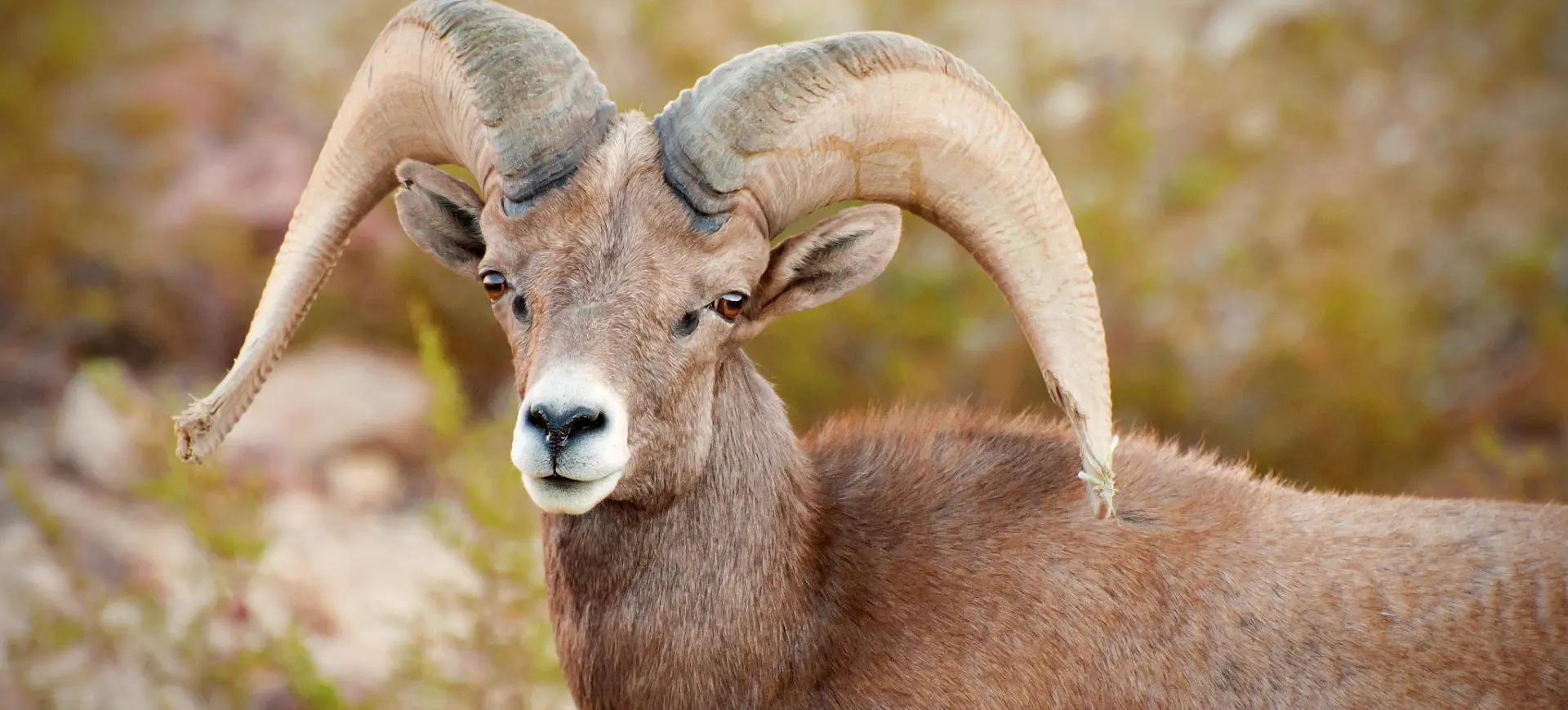 Desert Bighorn Sheep