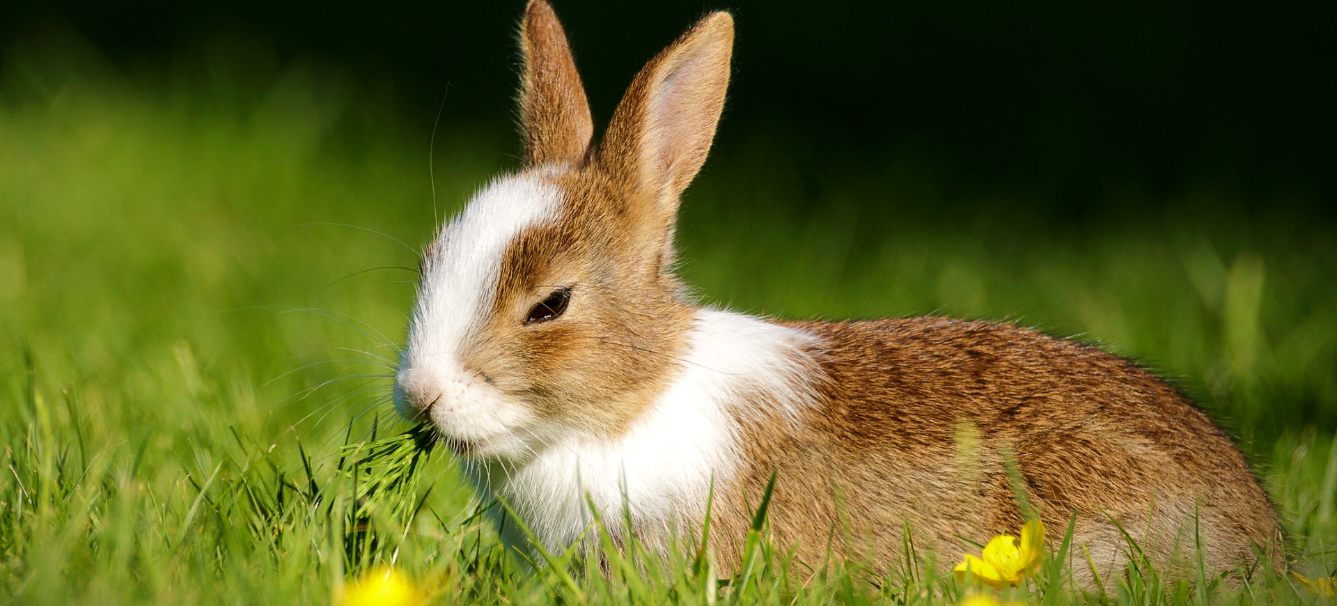 Domestic Rabbit