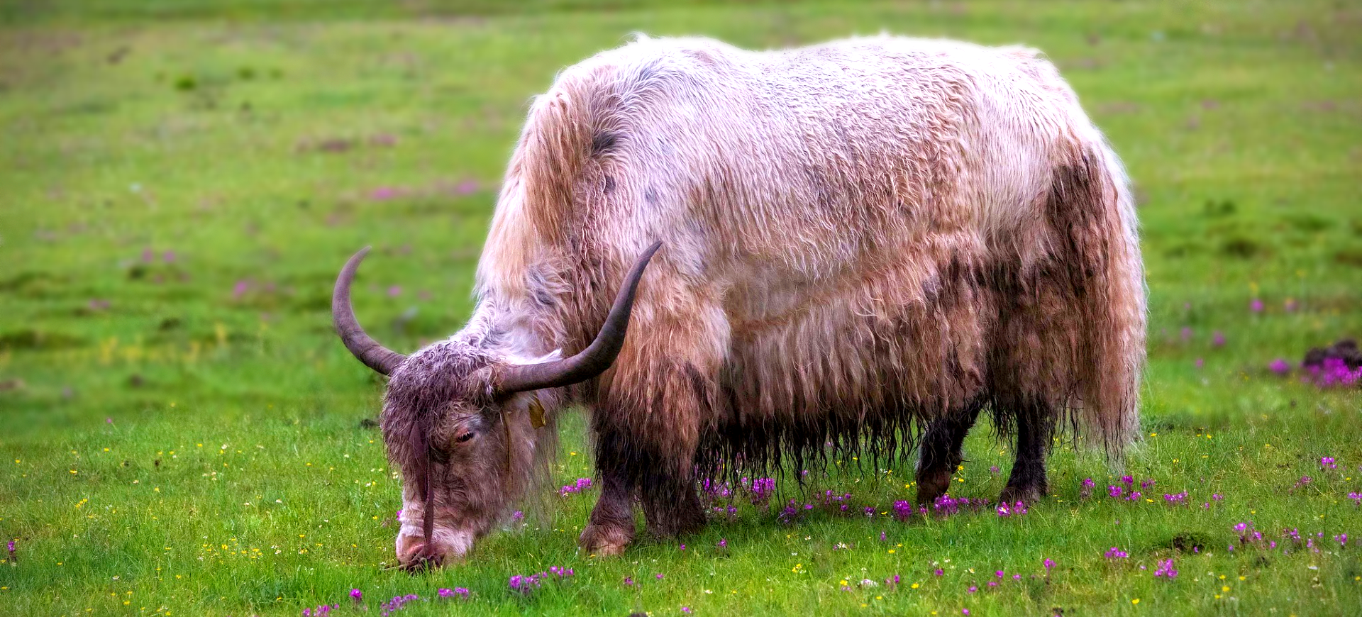 Domestic Yak