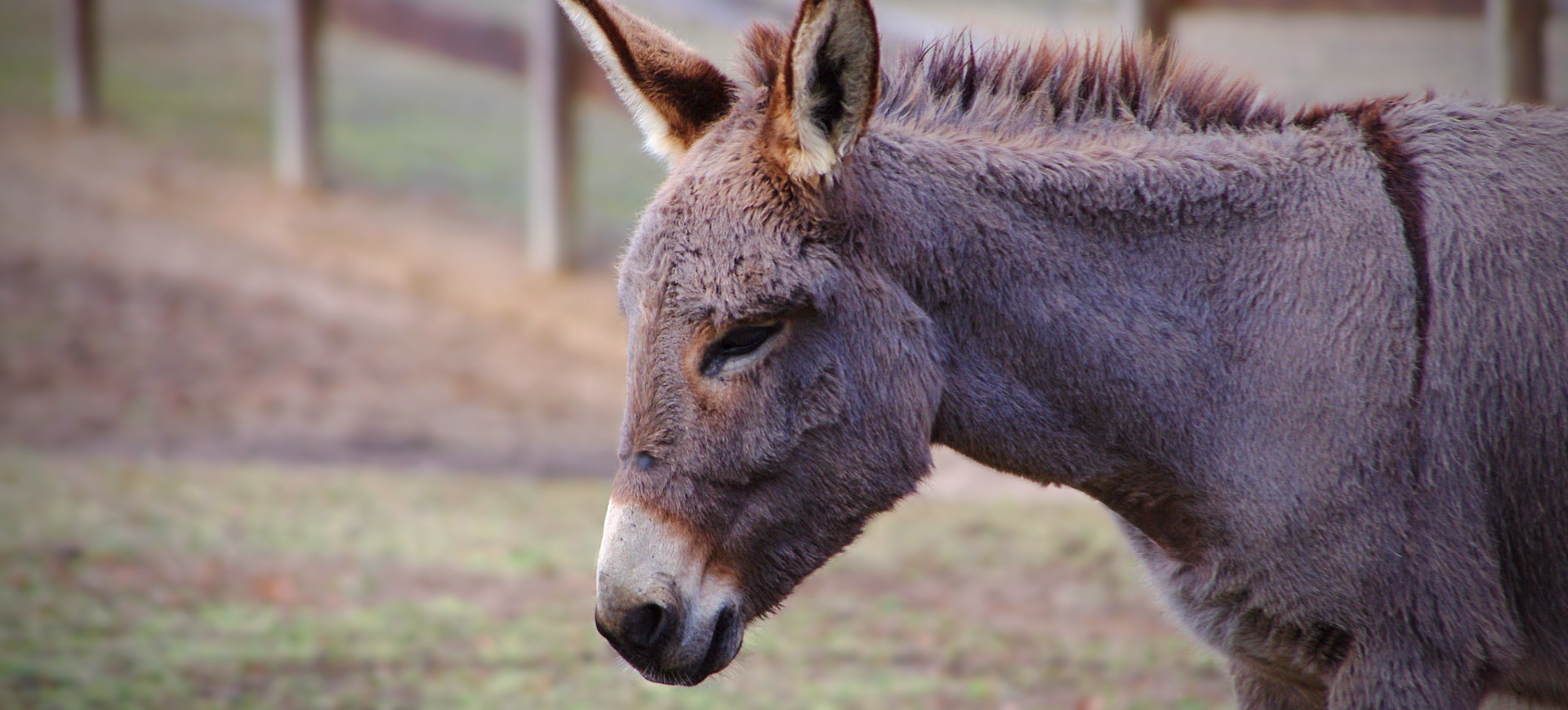 Domestic Donkey