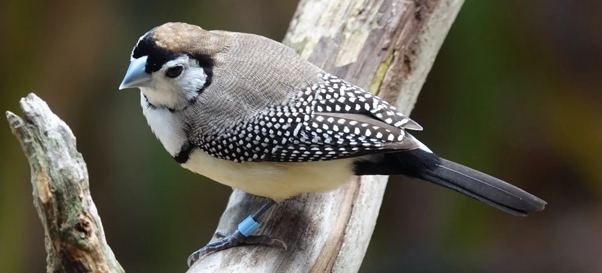 Double-barred Finch