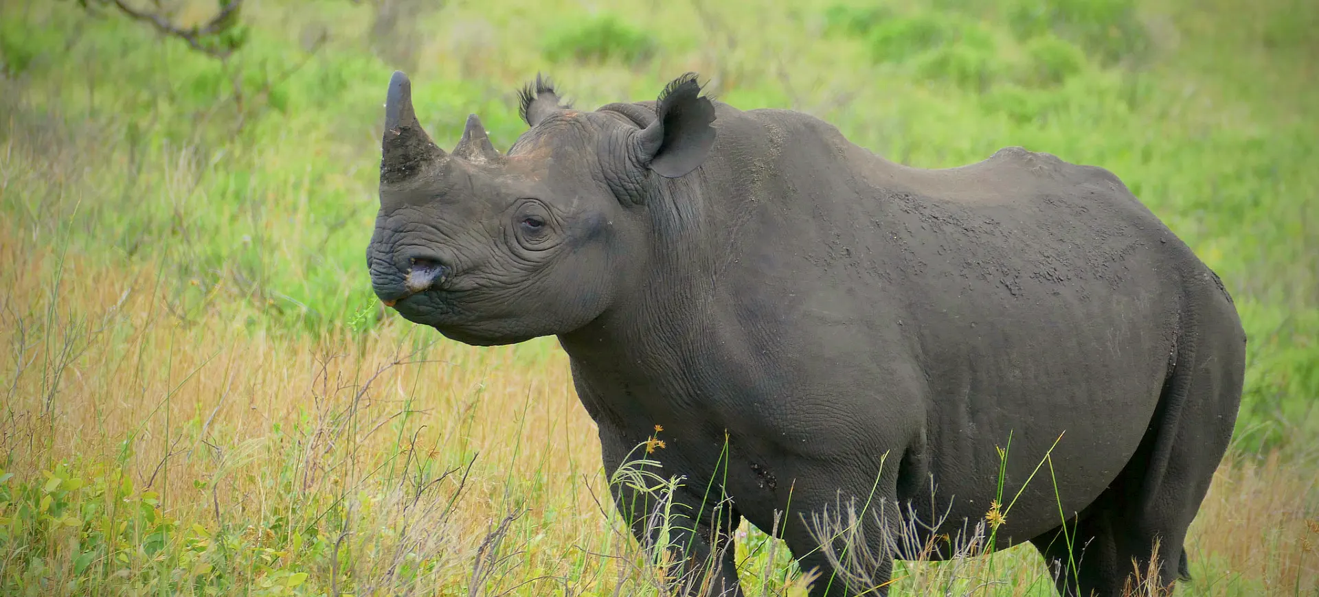 Eastern Black Rhinoceros