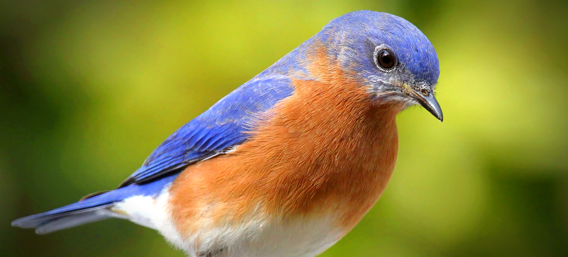 Eastern Bluebird