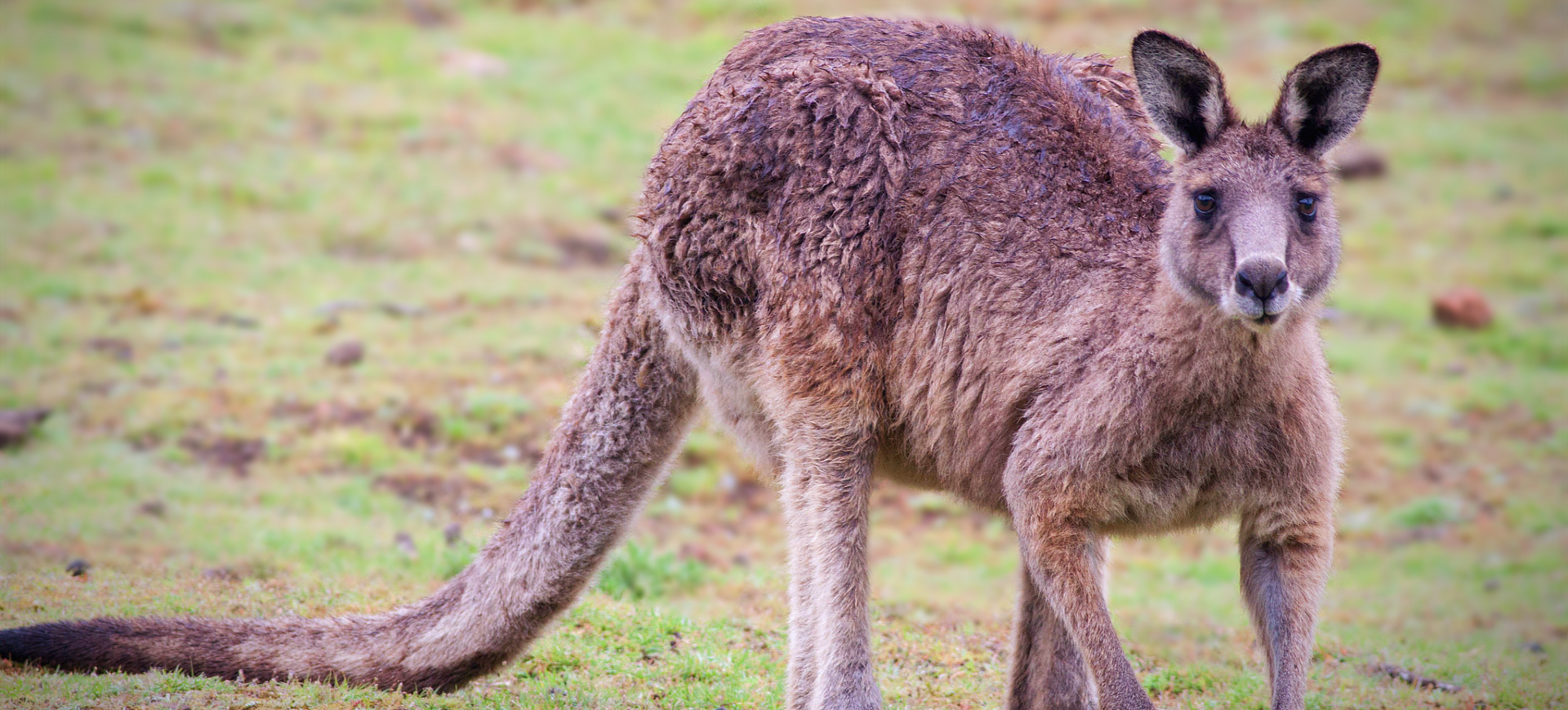 Eastern Gray Kangaroo