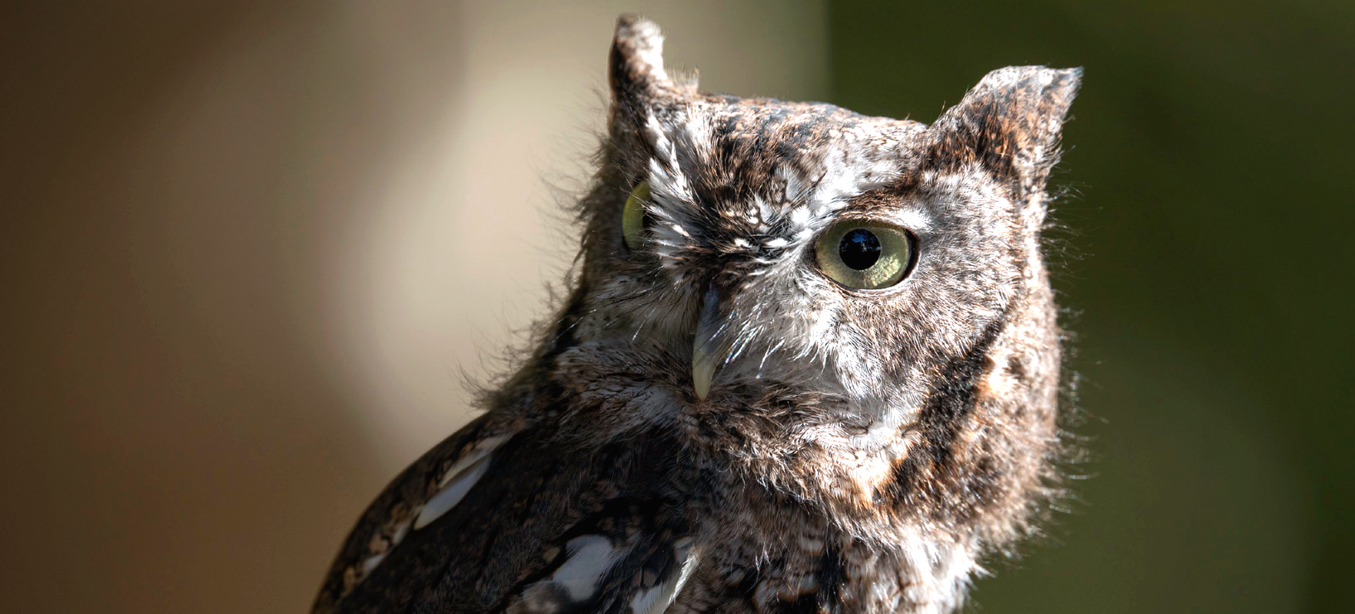 Eastern Screech-owl