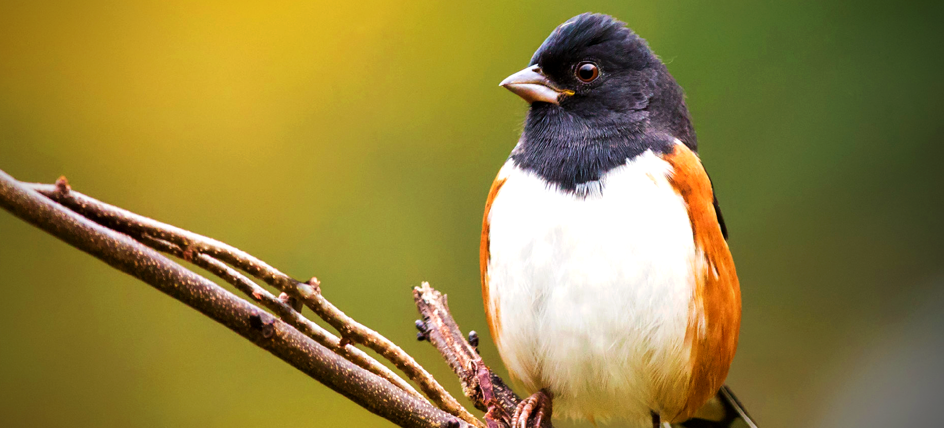 Eastern Towhee