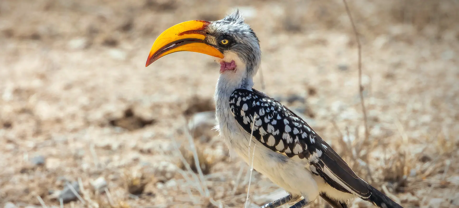 Eastern Yellow-billed Hornbill