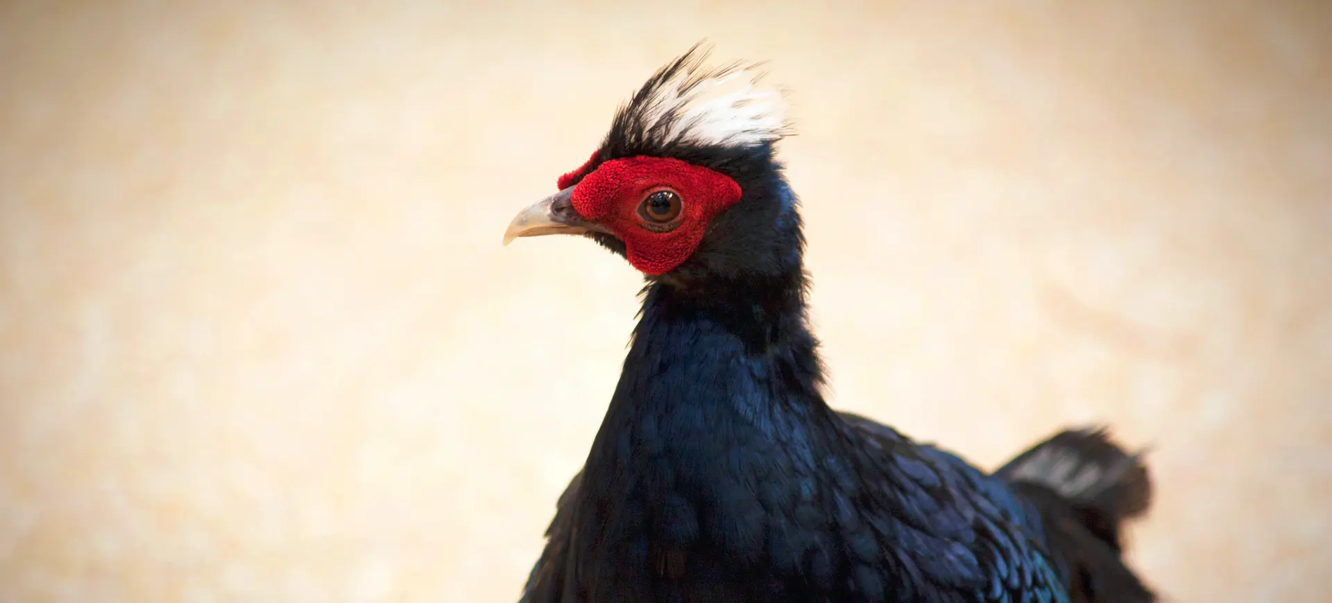 Edwards's Pheasant