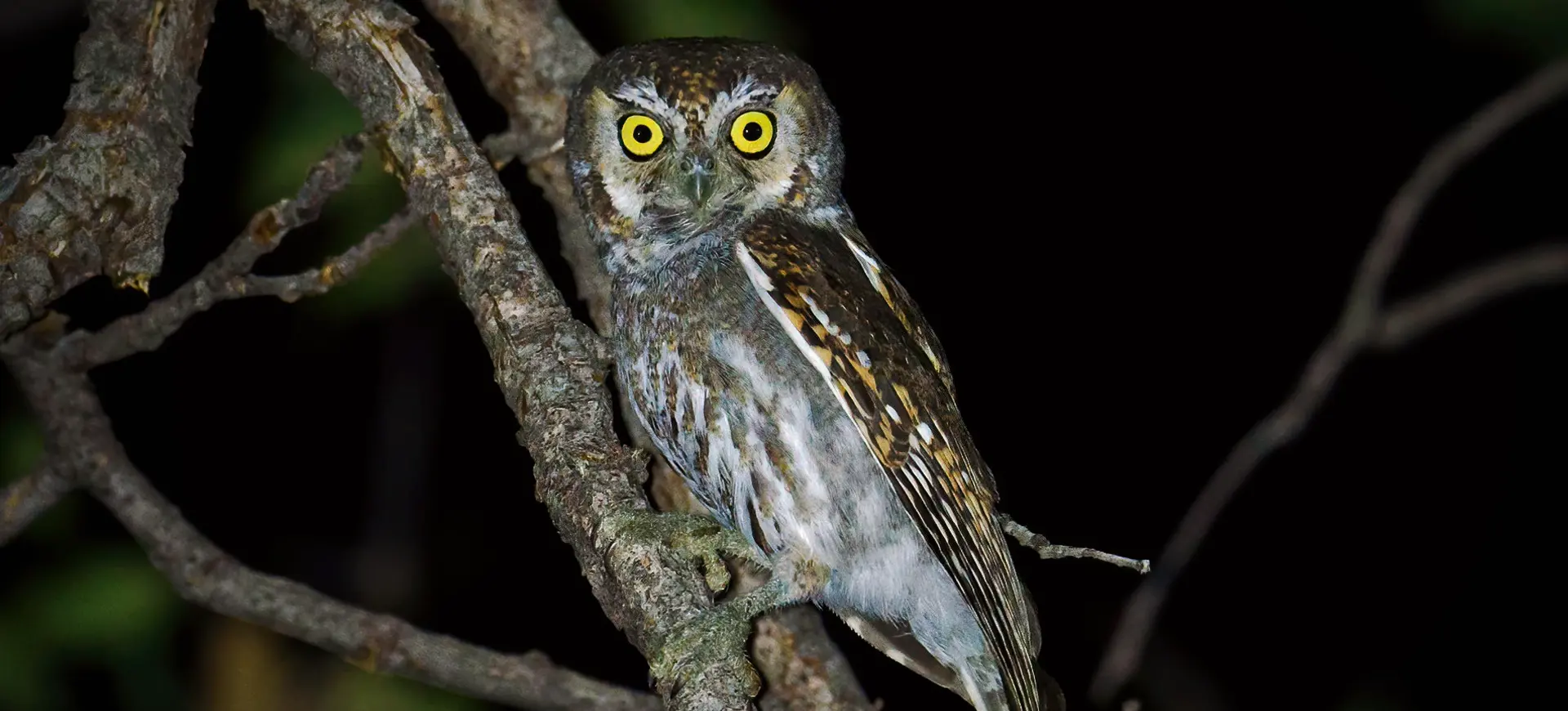 Elf Owl