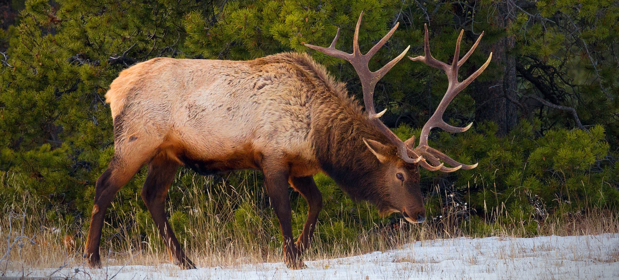 Elk