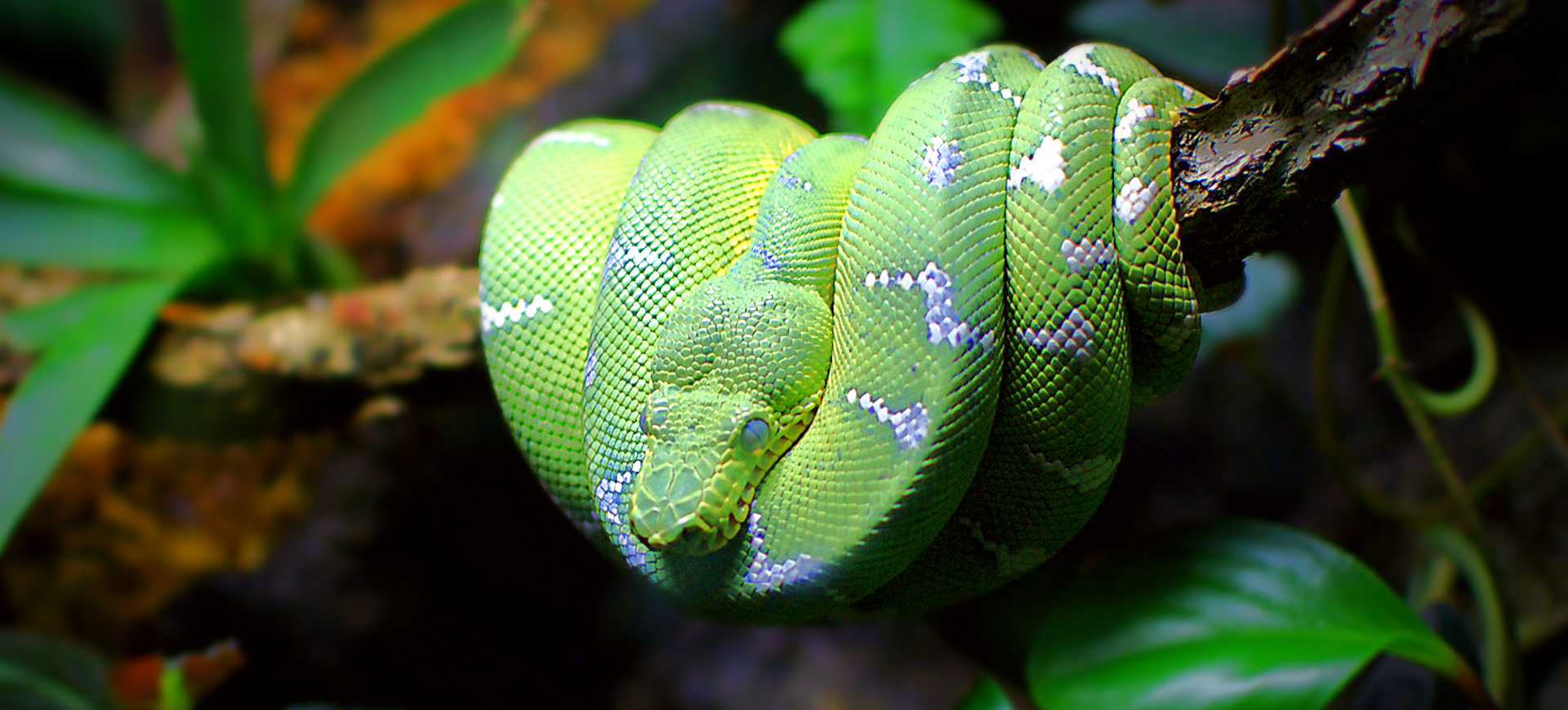 Emerald Tree Boa