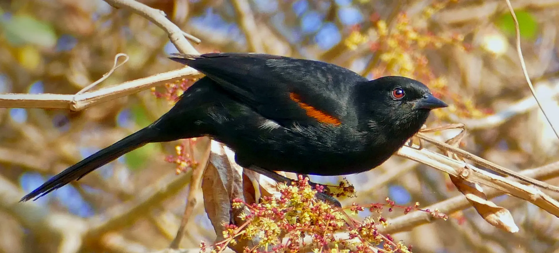 Epaulet Oriole