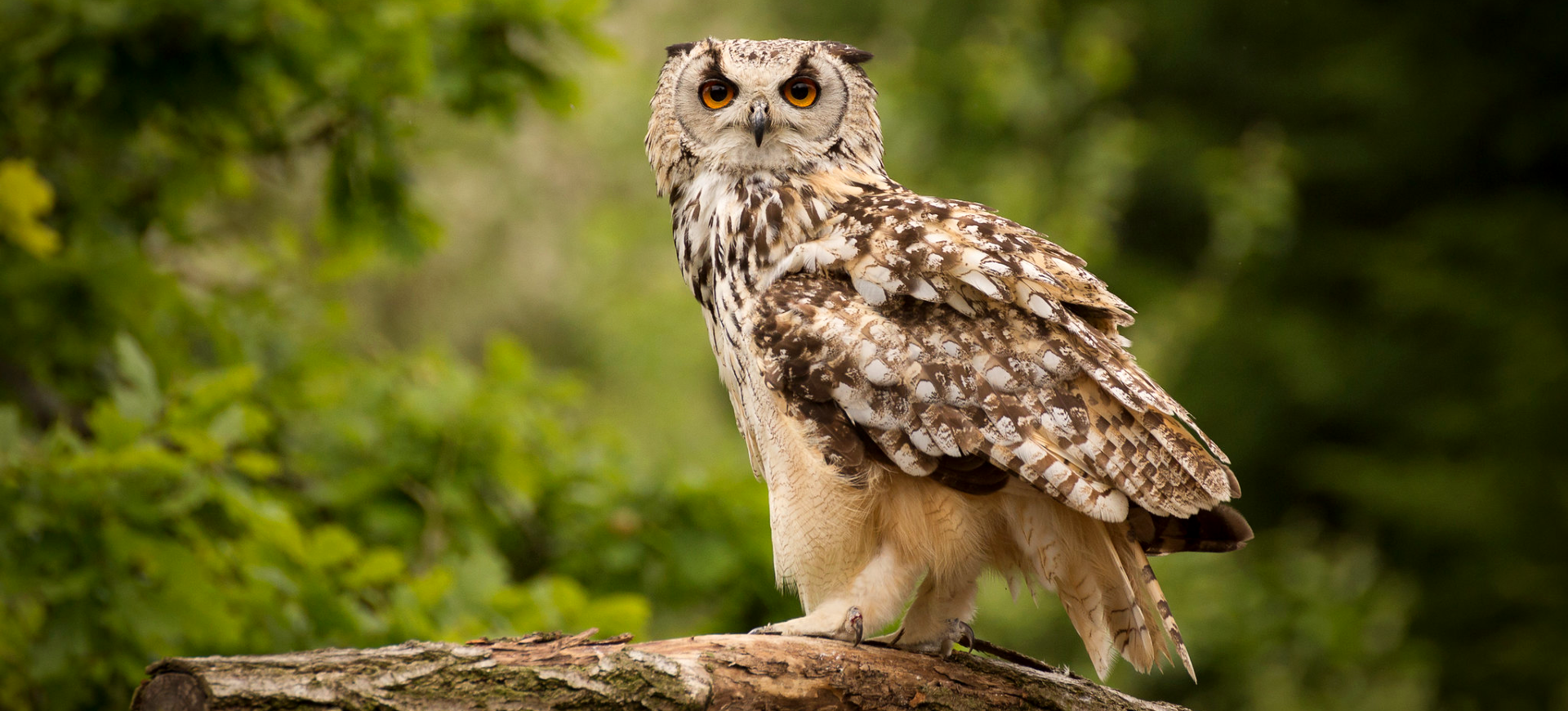 Eurasian Eagle-owl