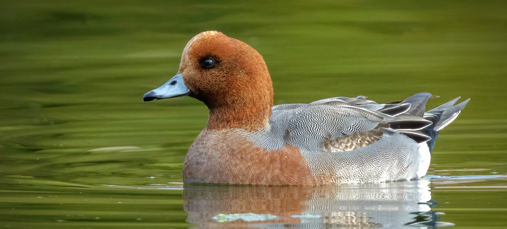 Eurasian Wigeon