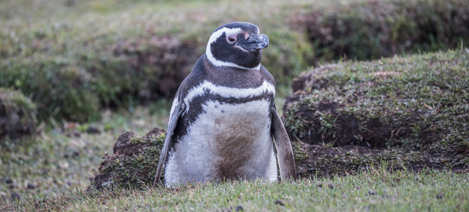 Magellanic Penguin