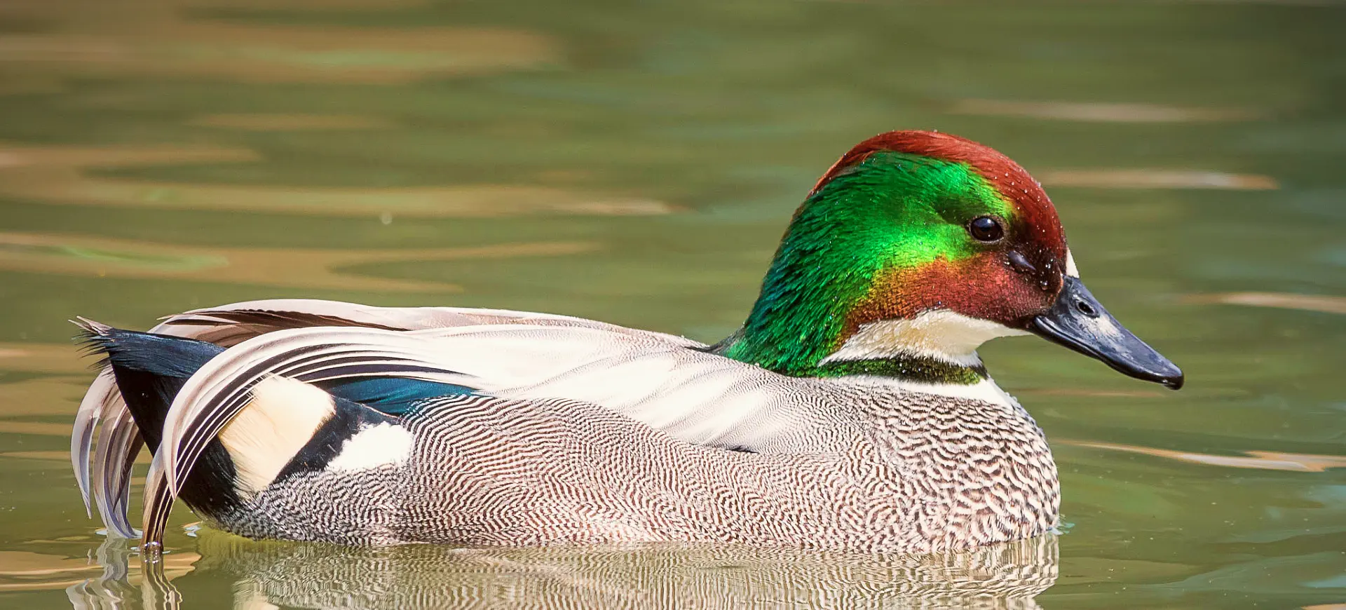 Falcated Duck