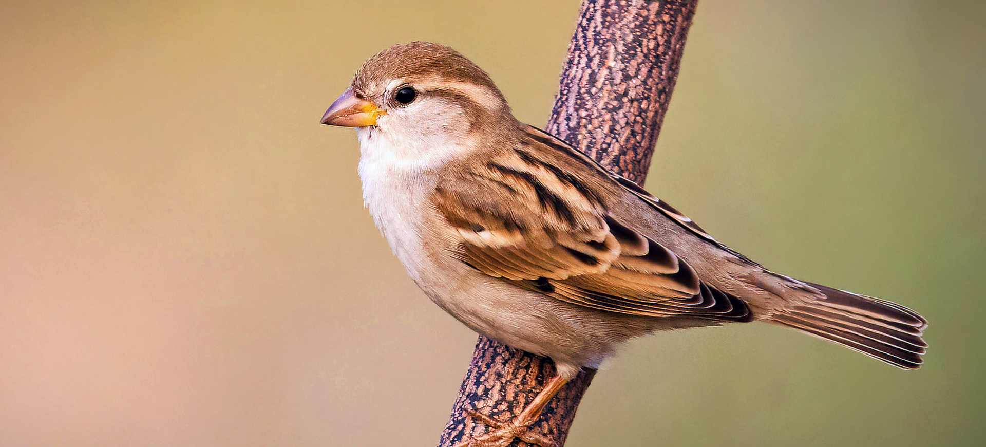 Field Sparrow