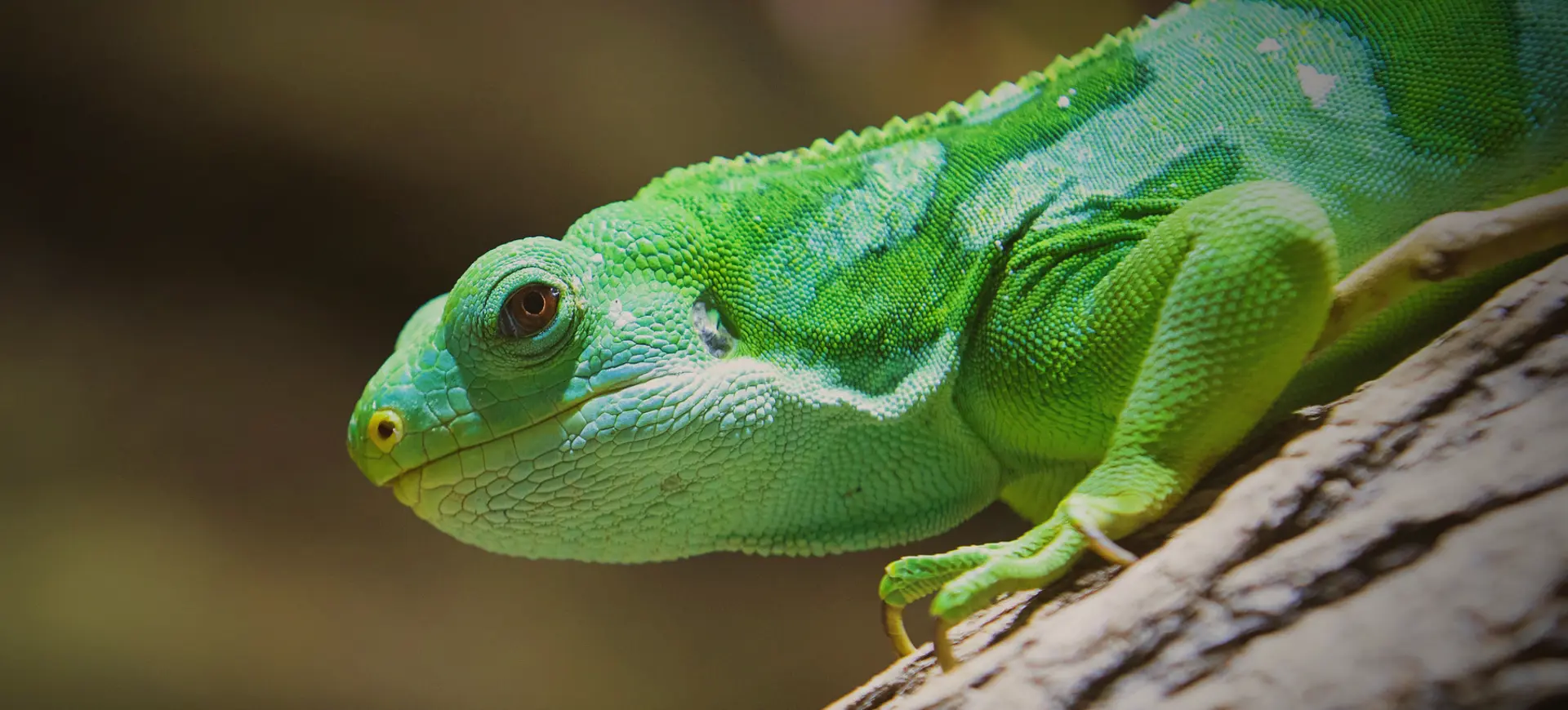 Fiji Banded Iguana