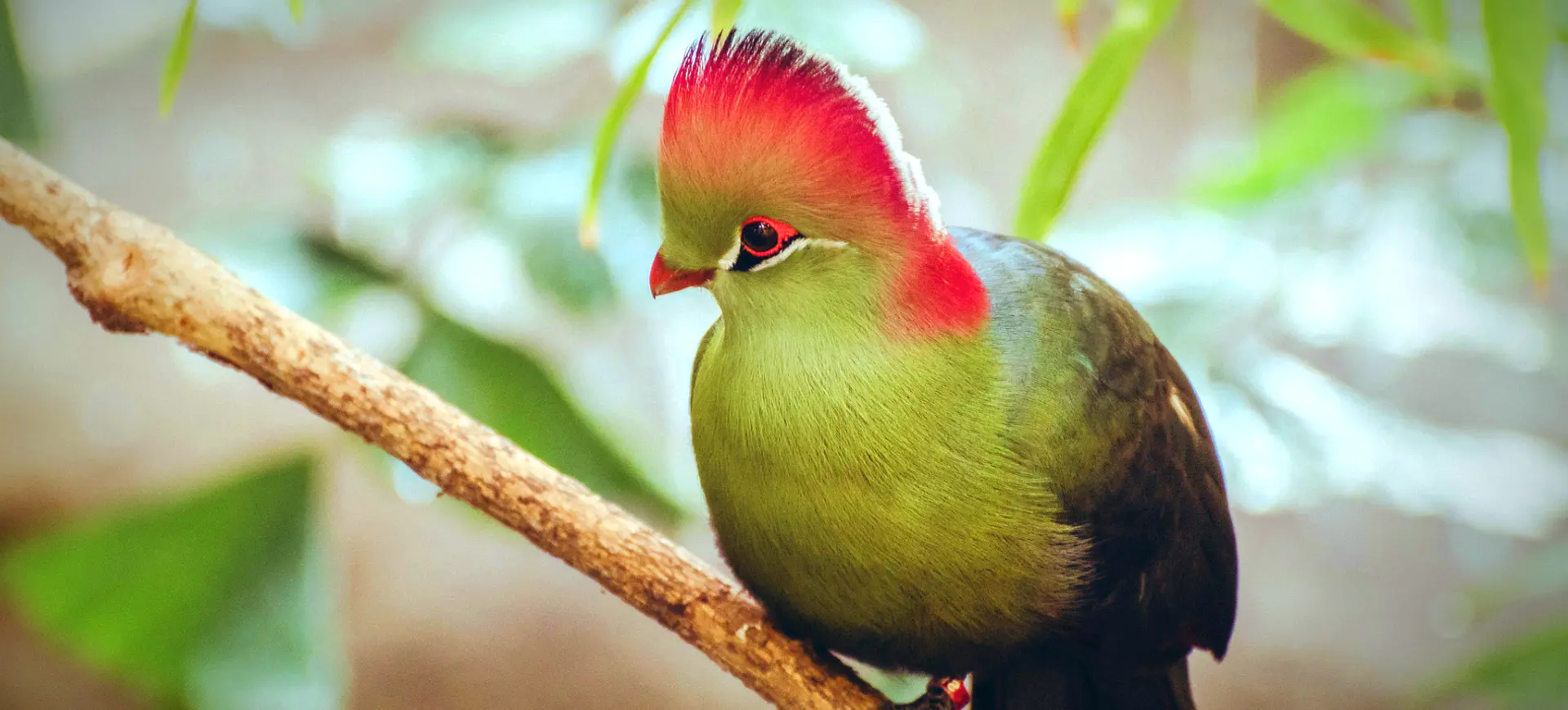 Fischer's Turaco