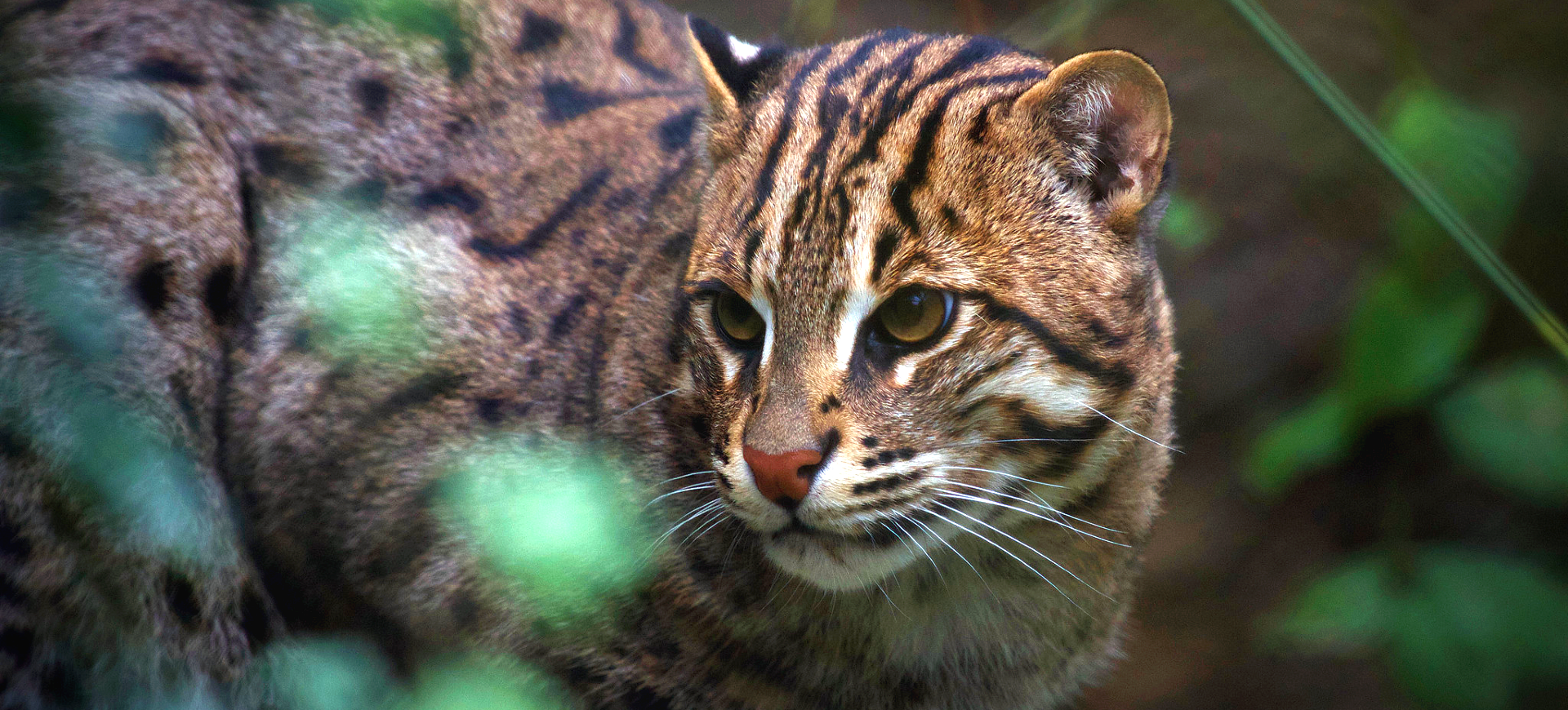 Fishing Cat