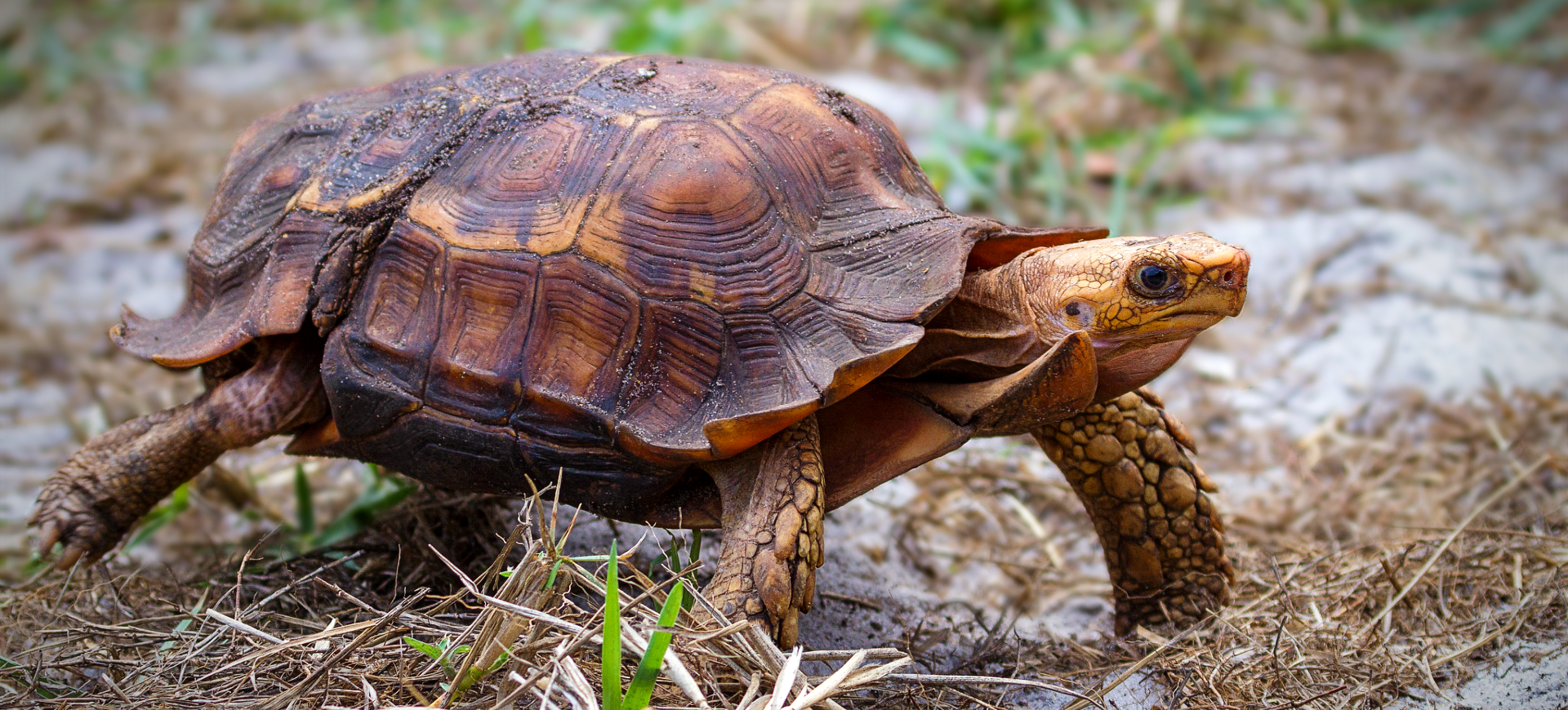 Forest Hinge-back Tortoise