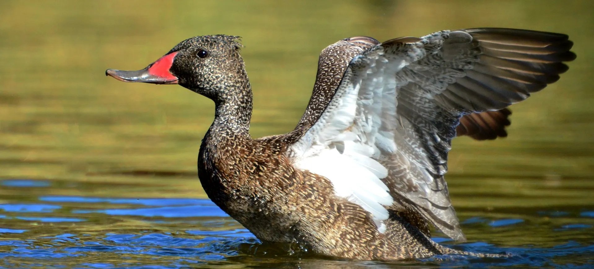 Freckled Duck