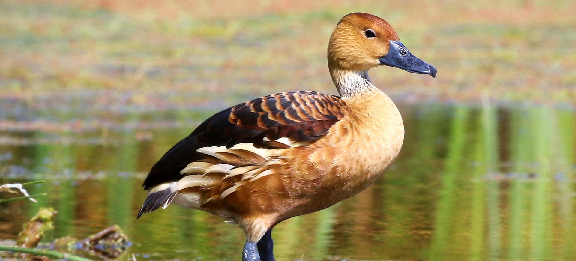 Fulvous Whistling-duck