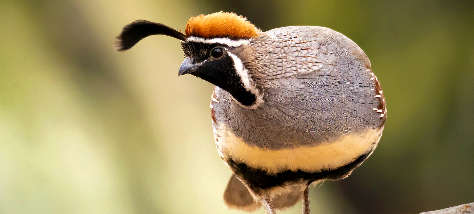 Gambel's Quail