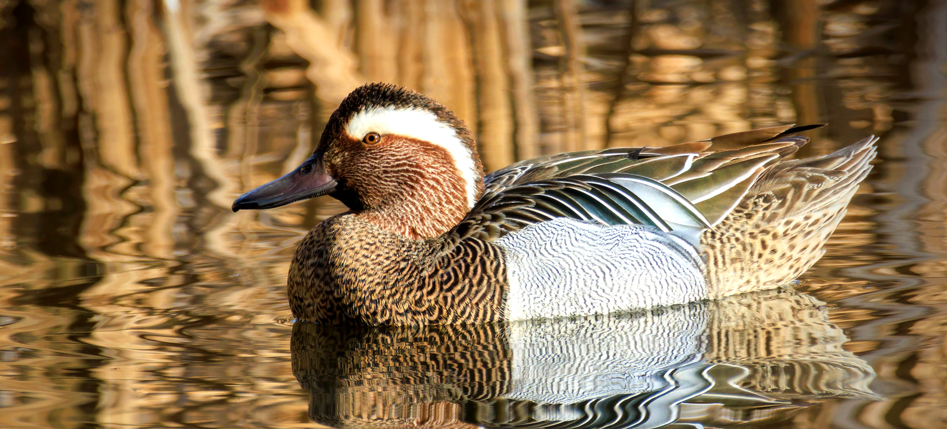 Garganey