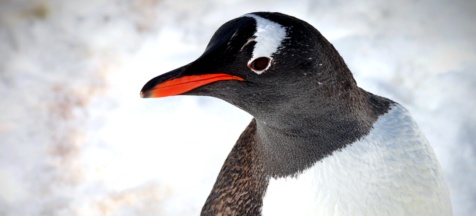 Gentoo Penguin